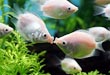 Kissing Gourami